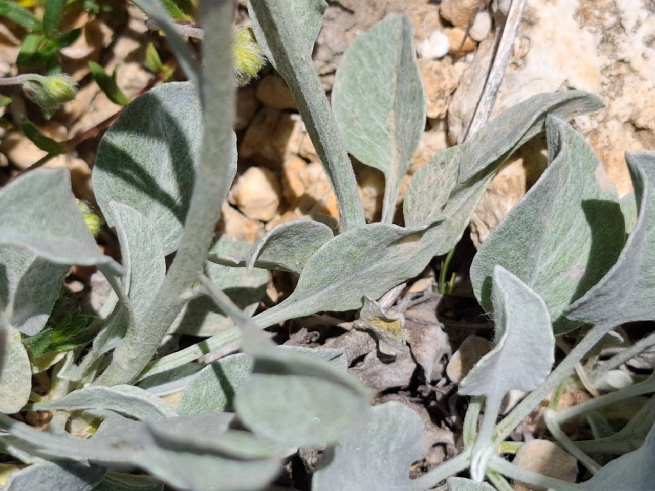 Psephellus mucroniferus