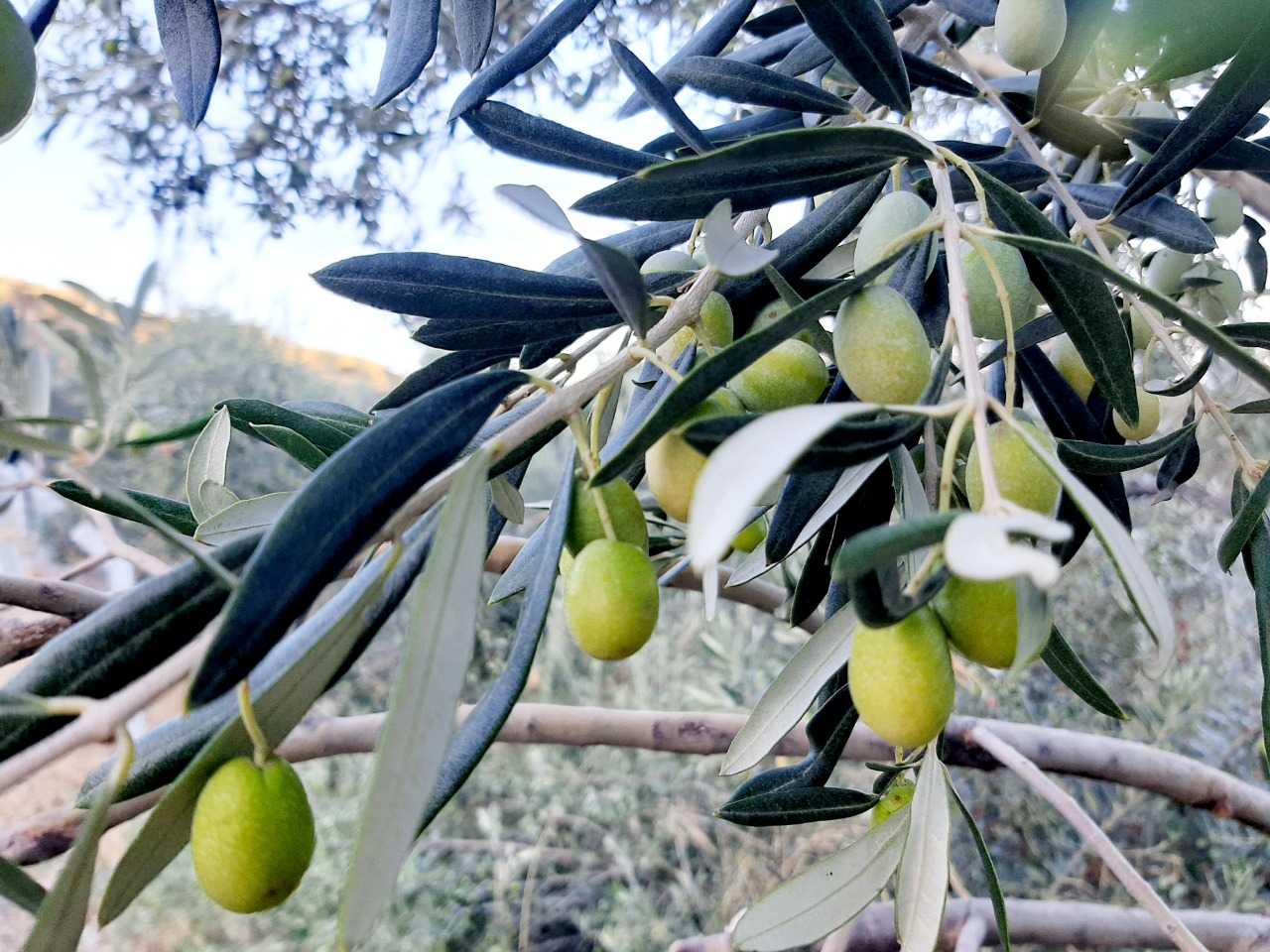 Olea europaea