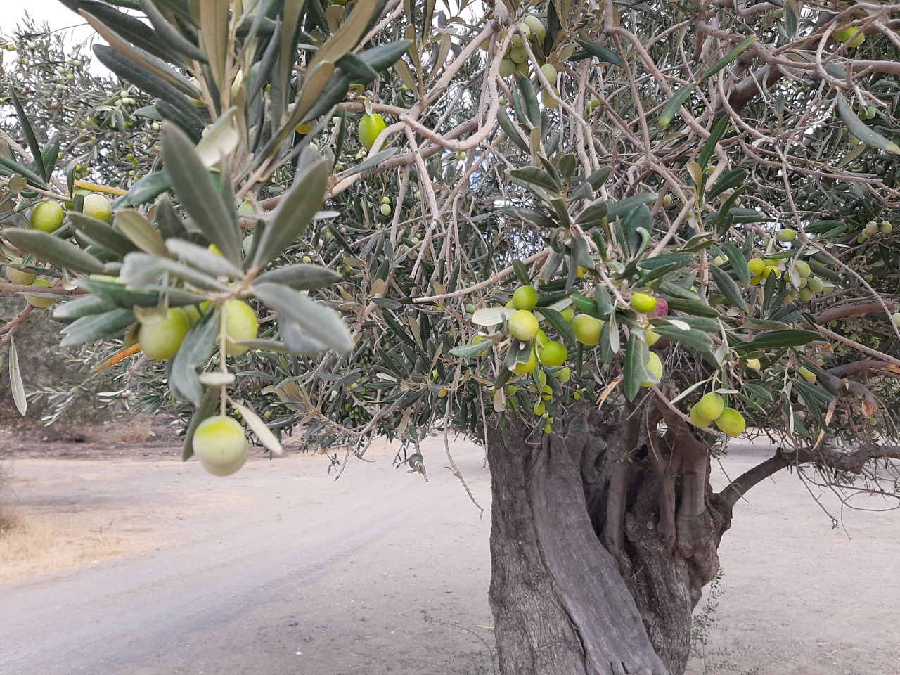 Olea europaea