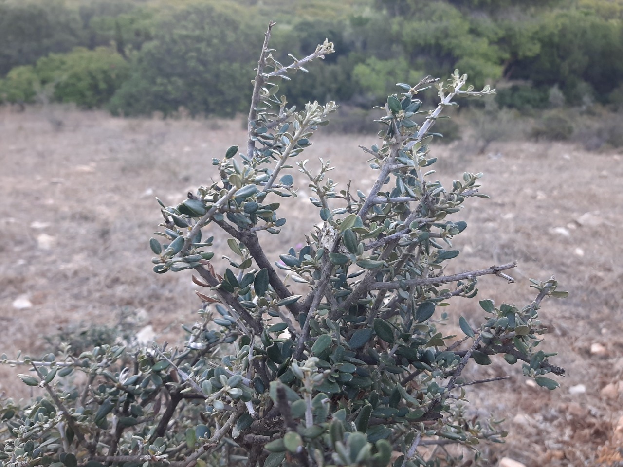 Olea europaea