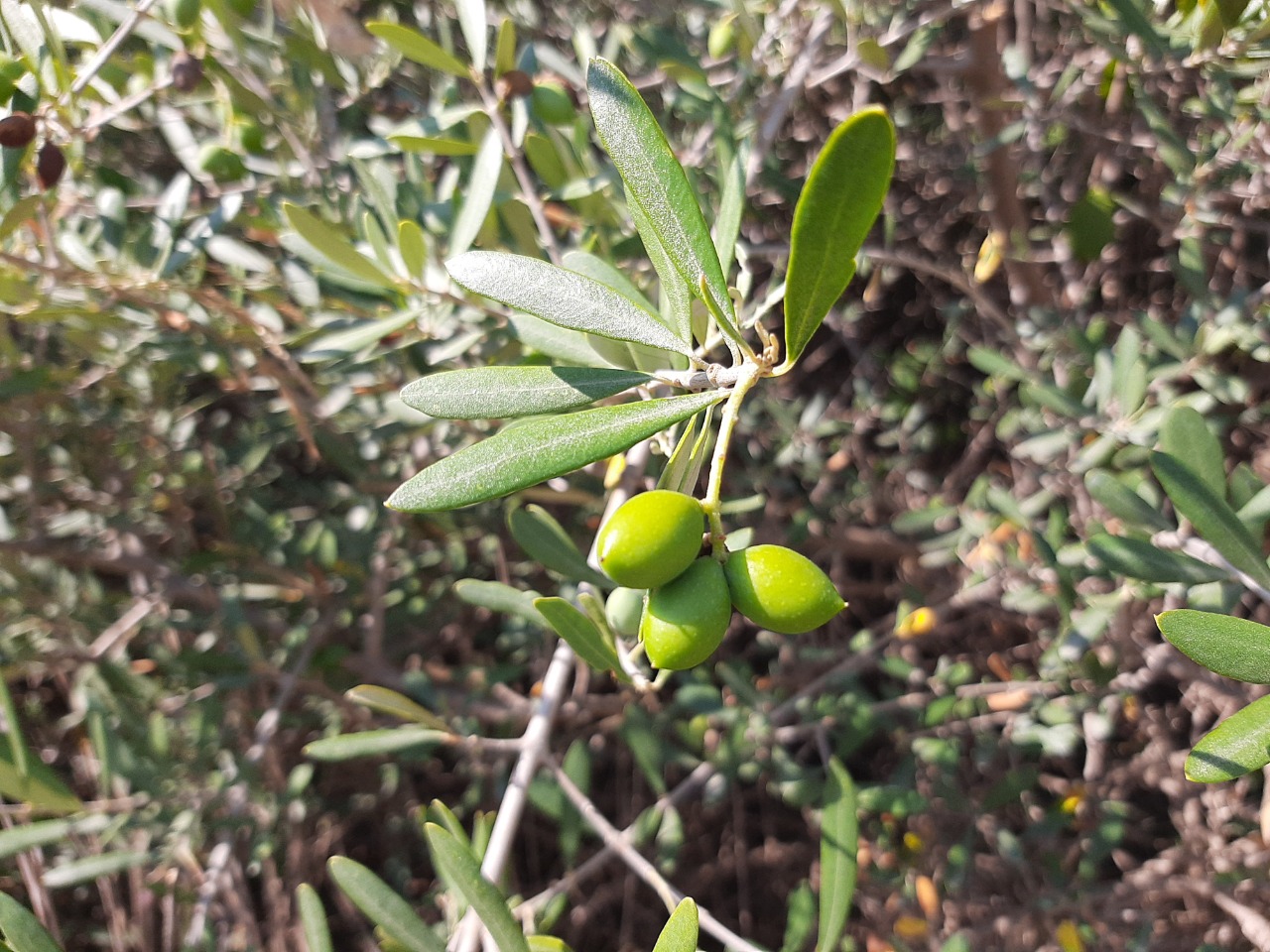 Olea europaea