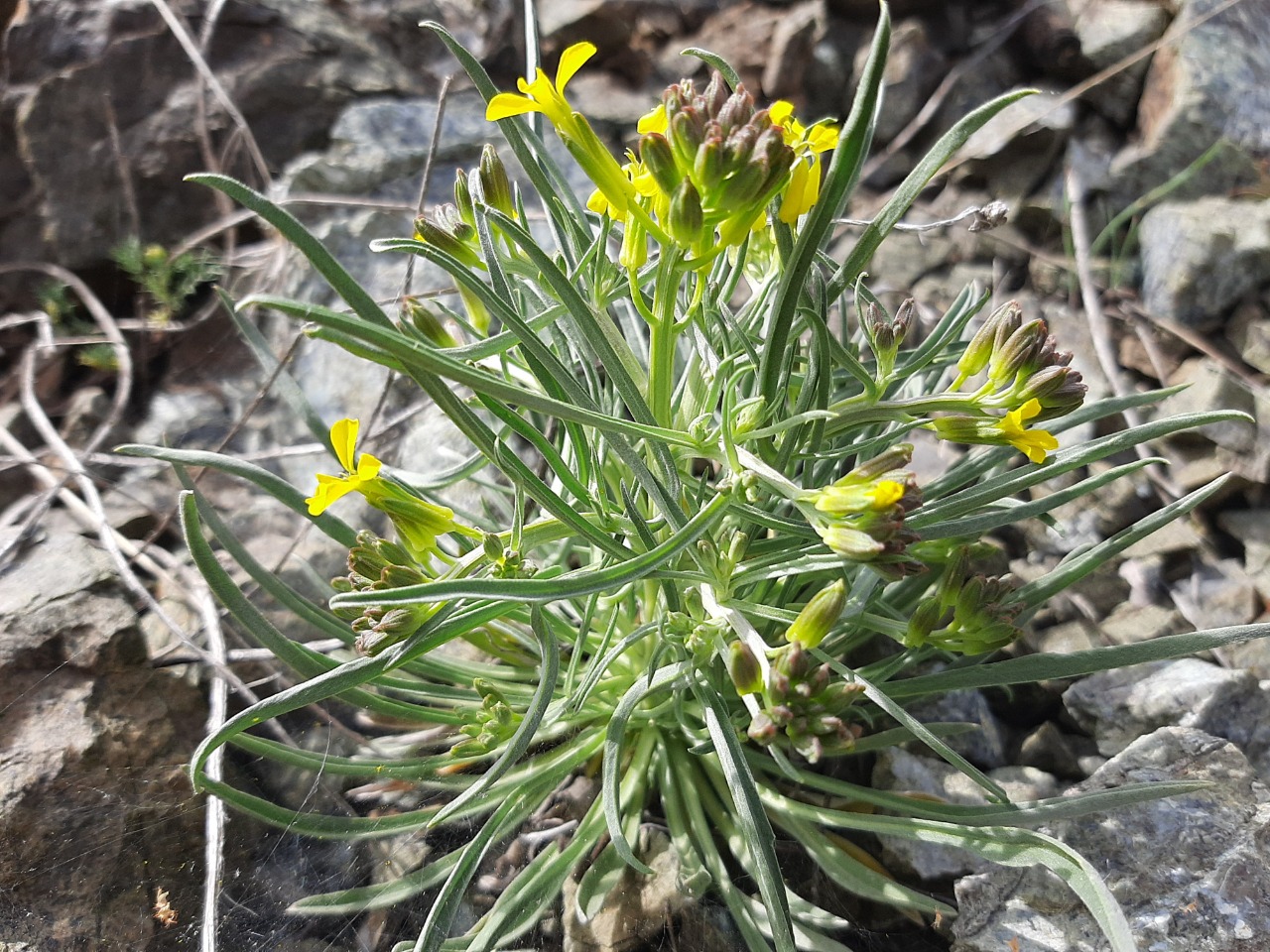 Erysimum thyrsoideum