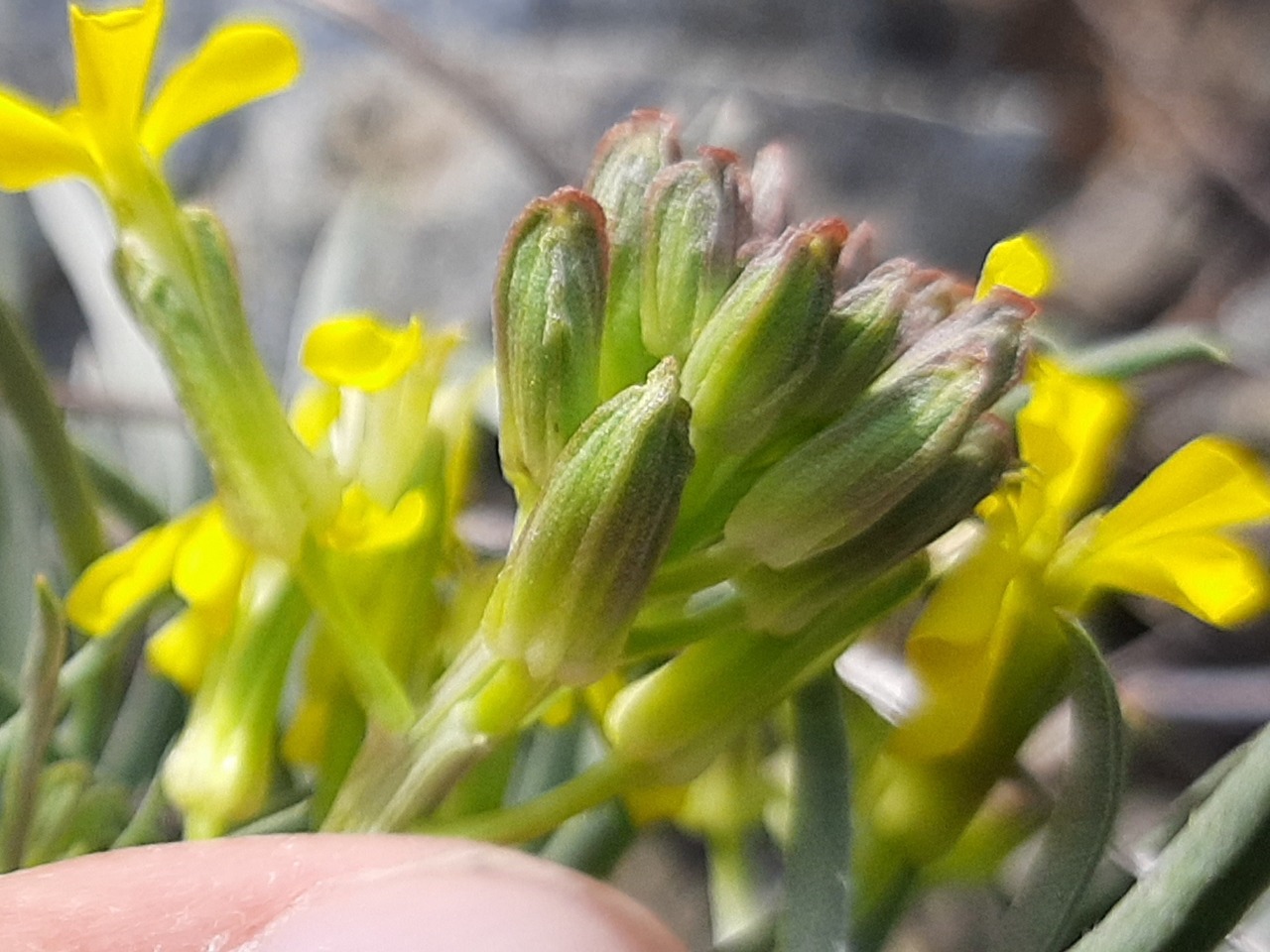 Erysimum thyrsoideum