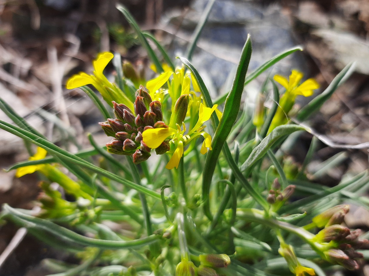 Erysimum thyrsoideum