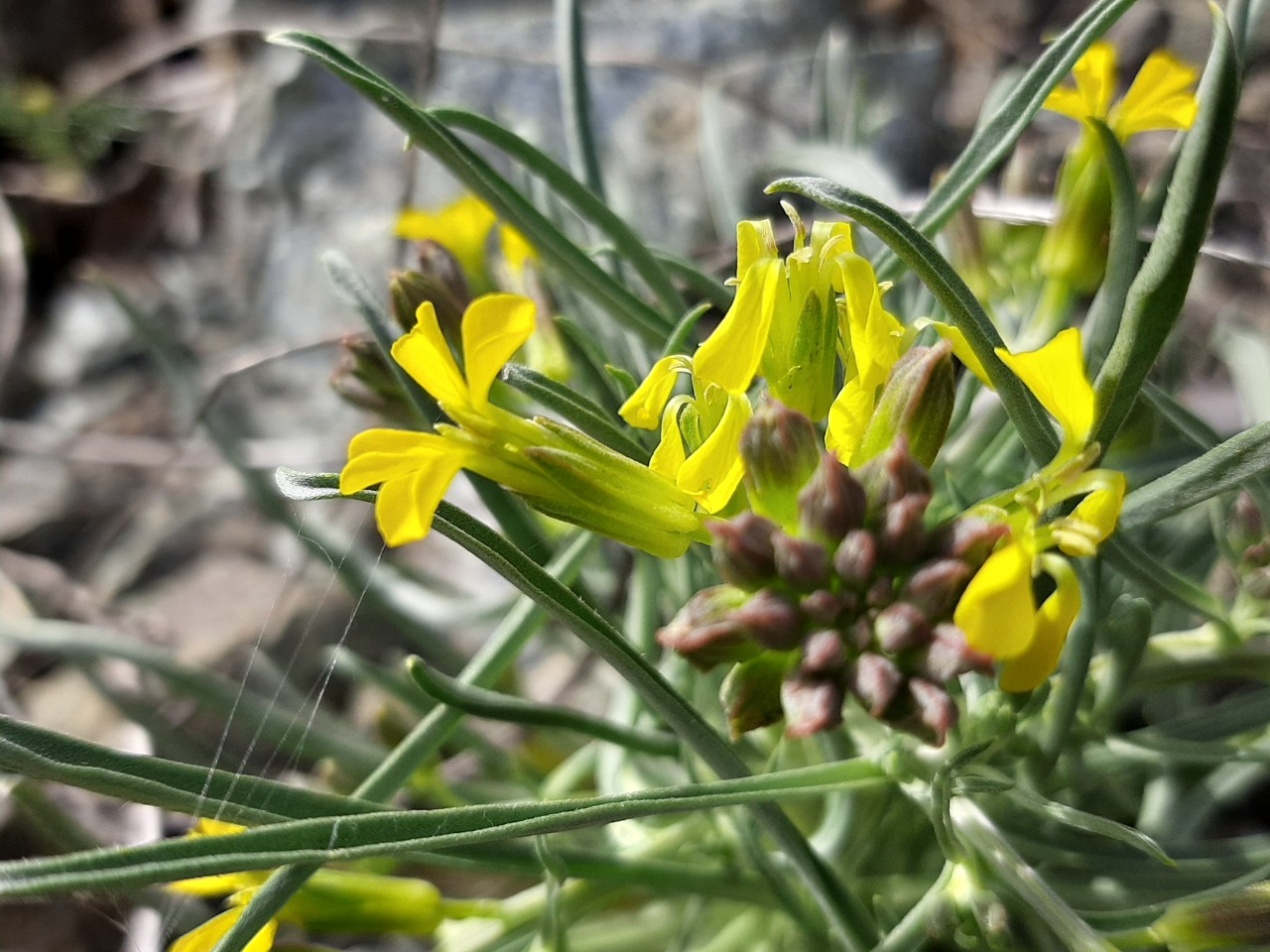 Erysimum thyrsoideum