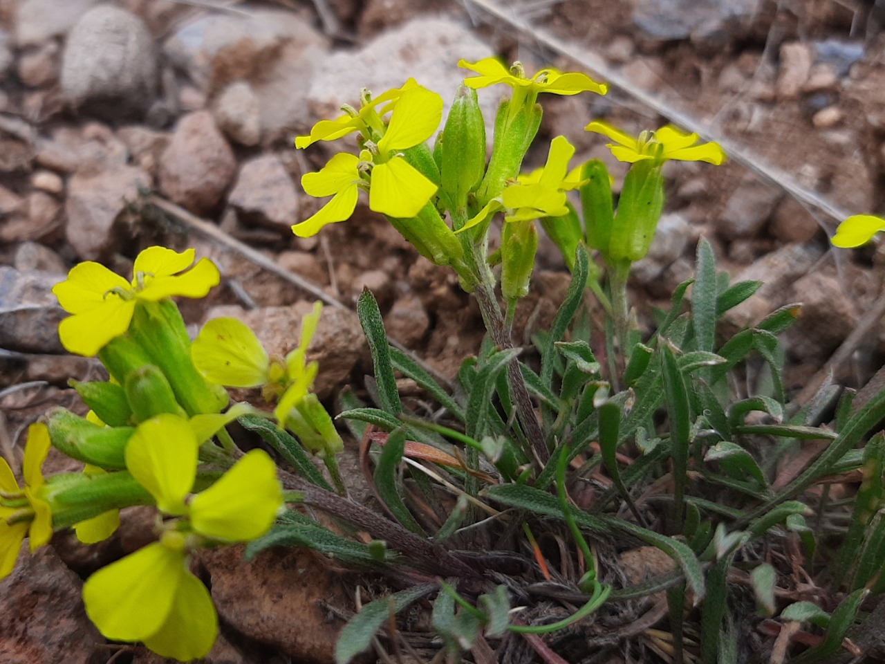 Erysimum thyrsoideum