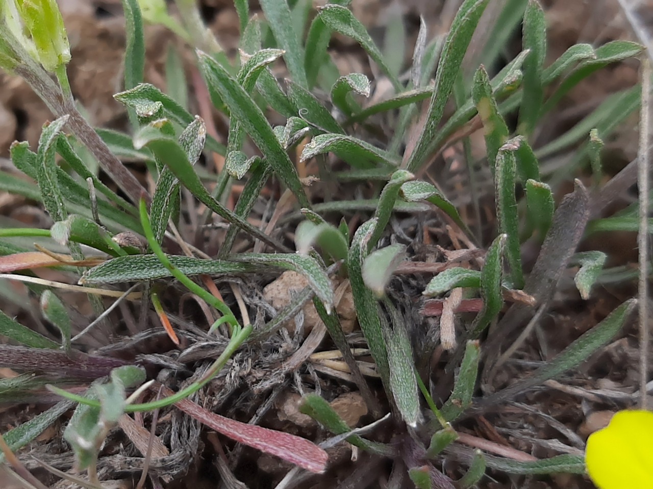 Erysimum thyrsoideum