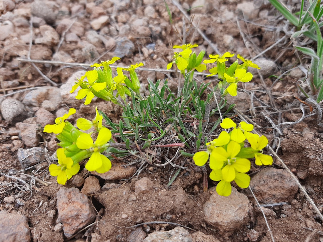 Erysimum thyrsoideum