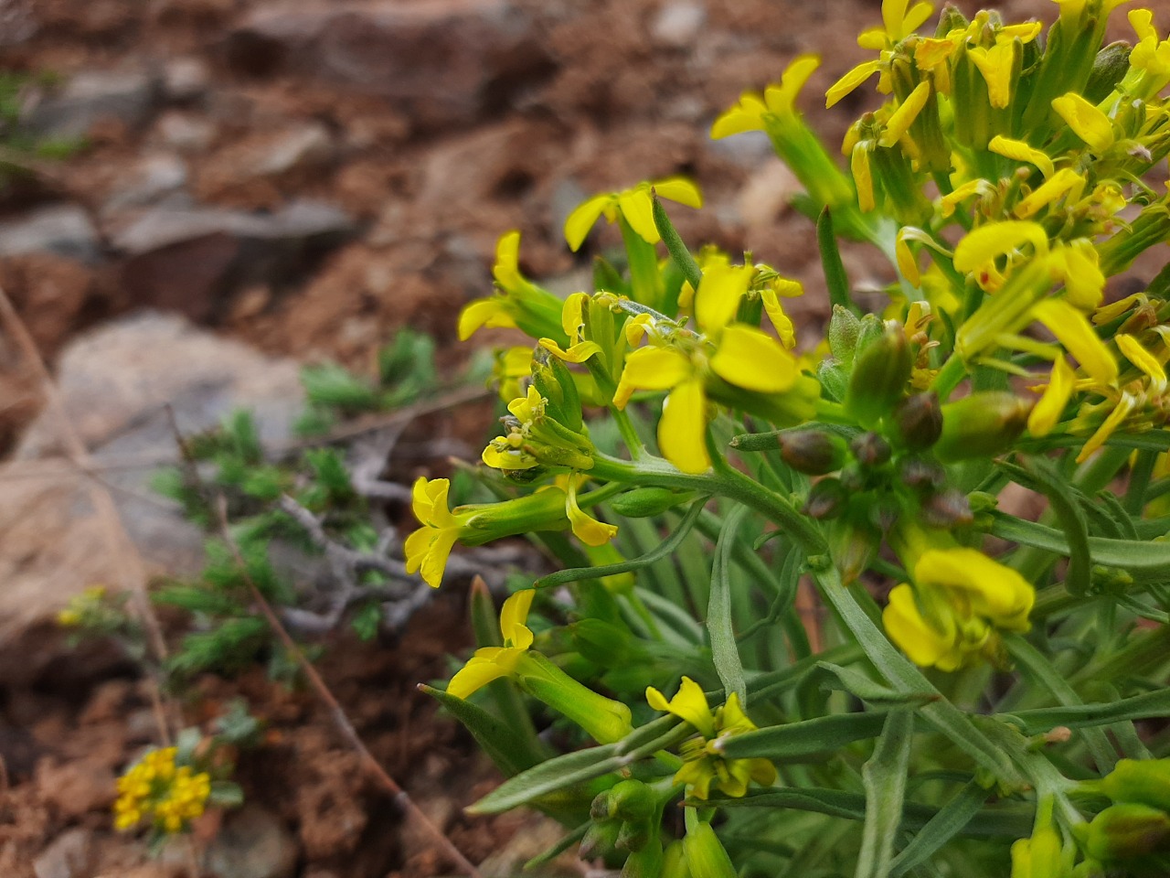 Erysimum thyrsoideum