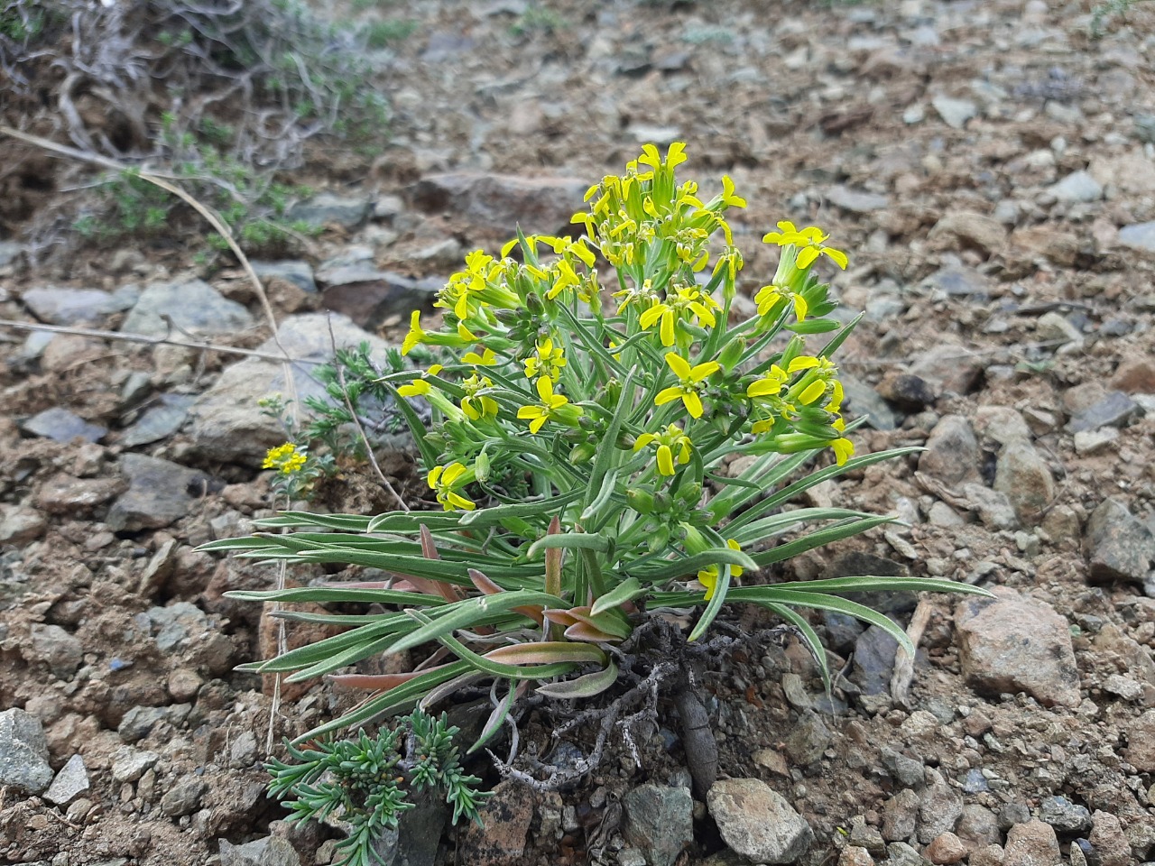 Erysimum thyrsoideum