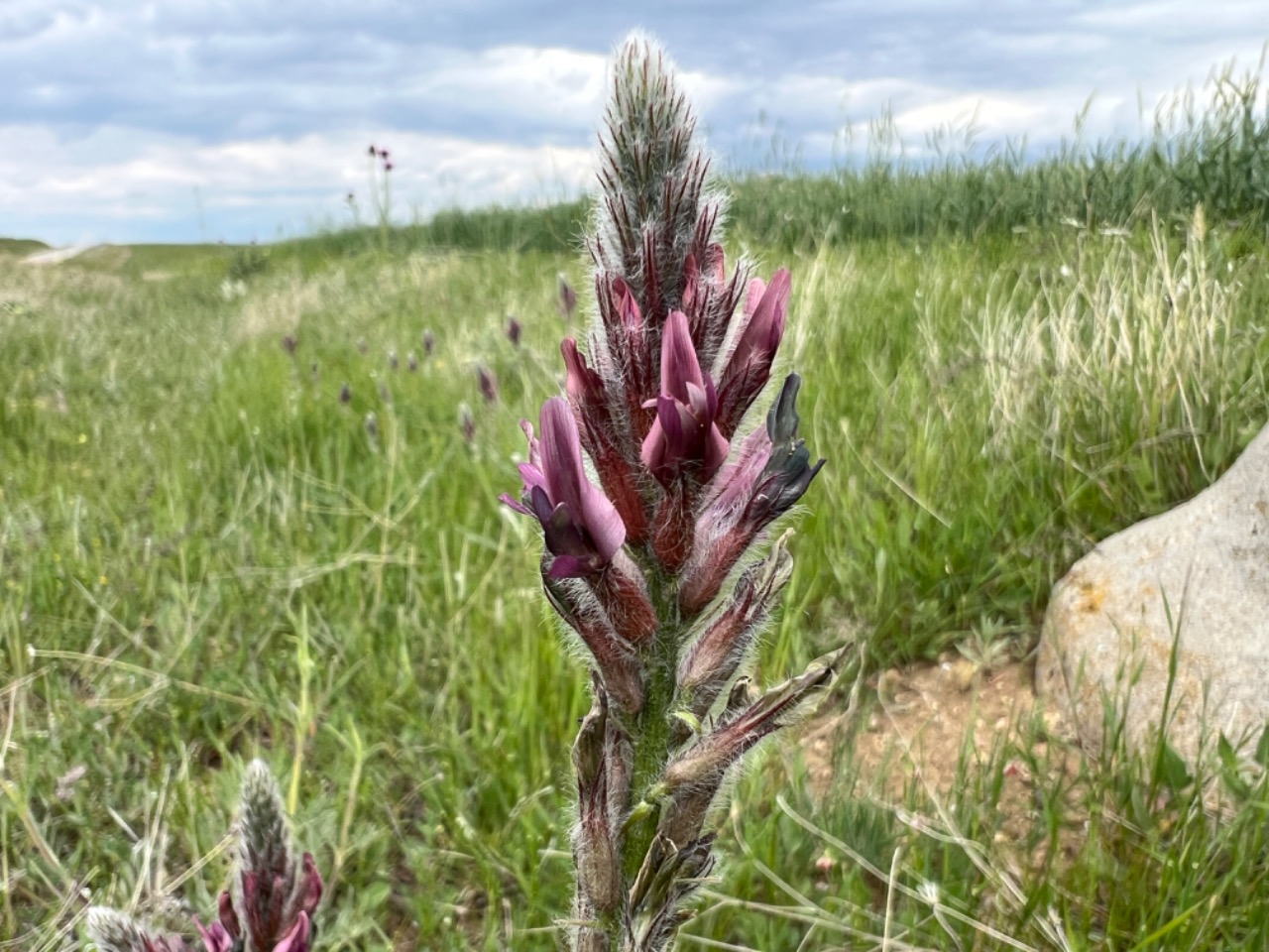 Astragalus macrostachys