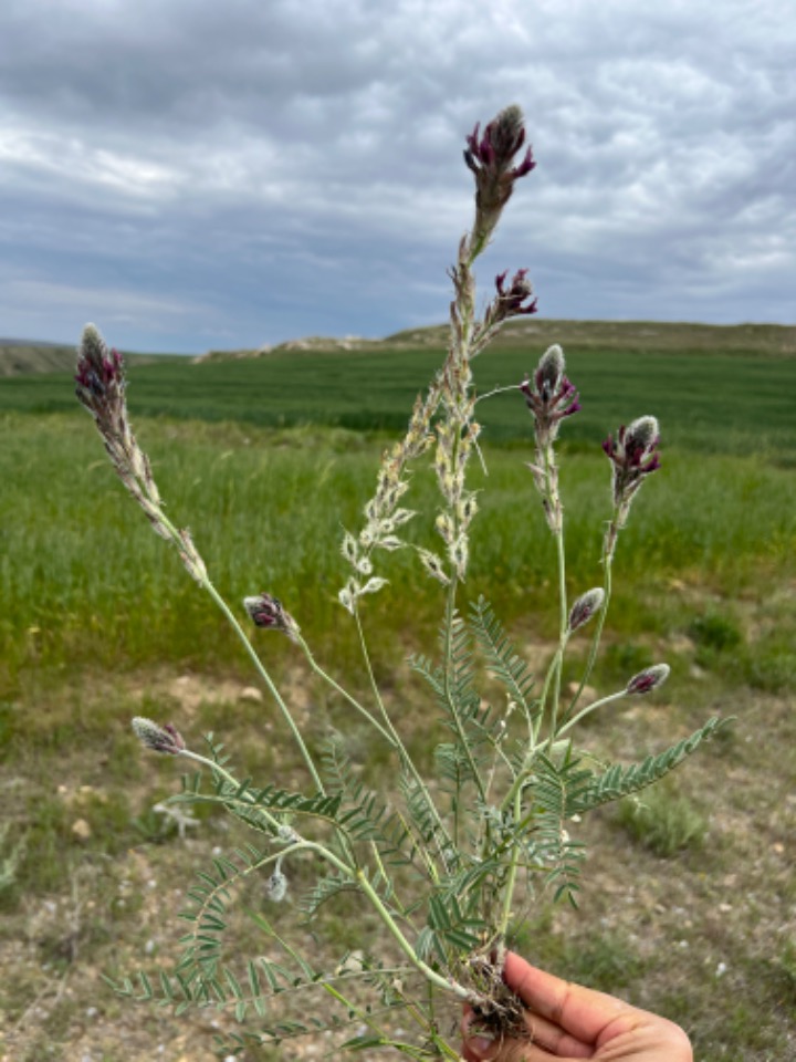 Astragalus macrostachys