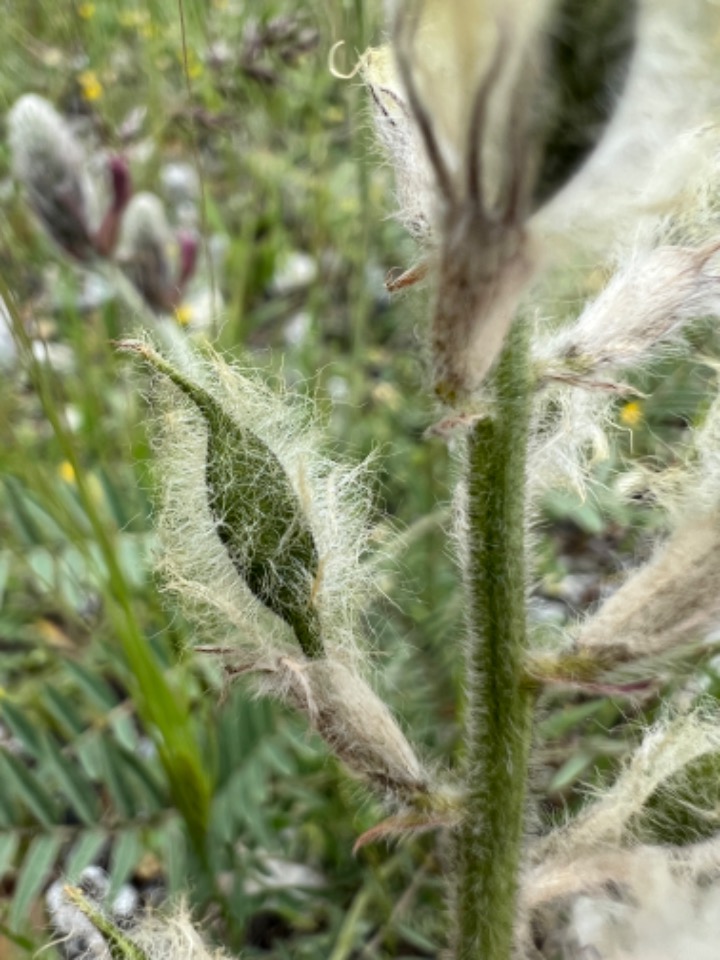 Astragalus macrostachys