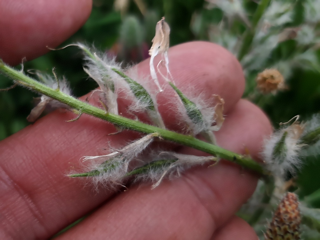 Astragalus macrostachys