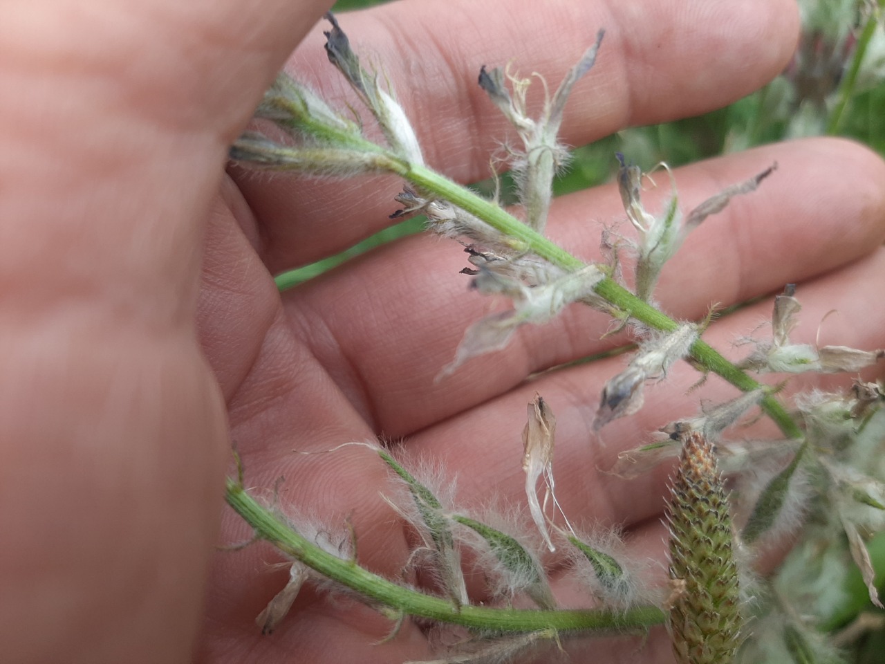 Astragalus macrostachys