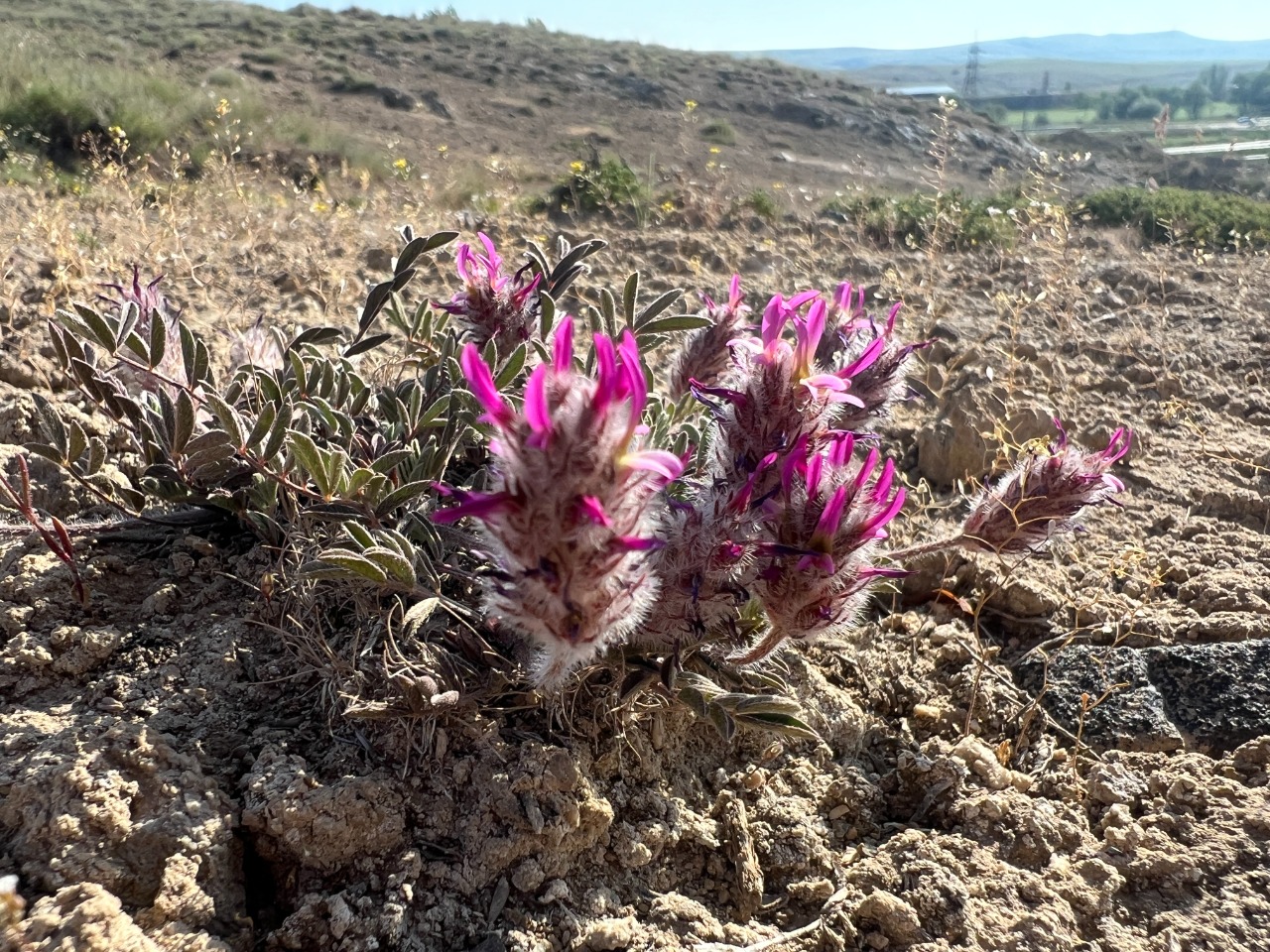 Astragalus stenosemius