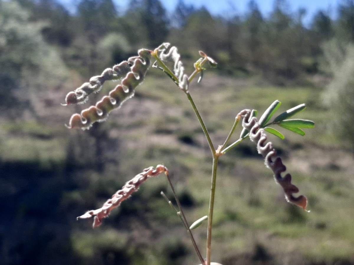 Hippocrepis multisiliquosa