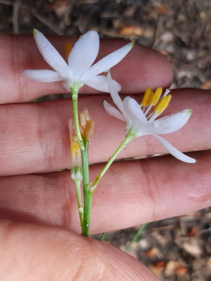 Anthericum ramosum