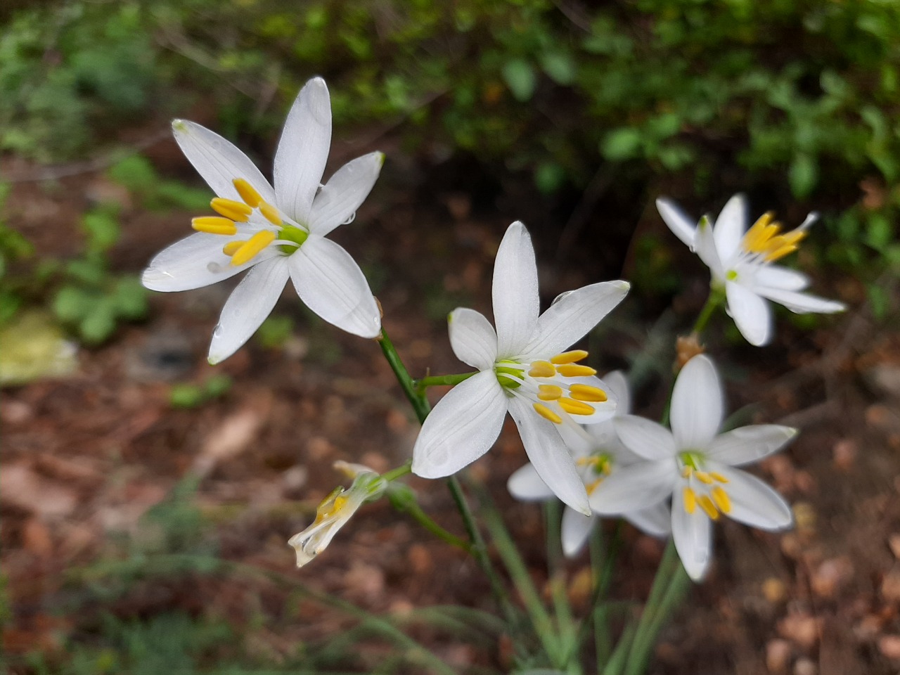 Anthericum ramosum