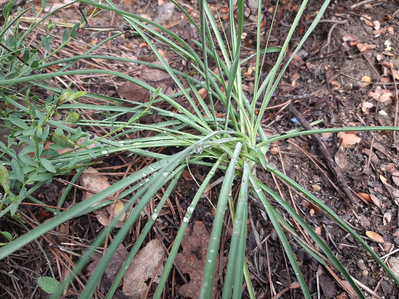 Anthericum ramosum