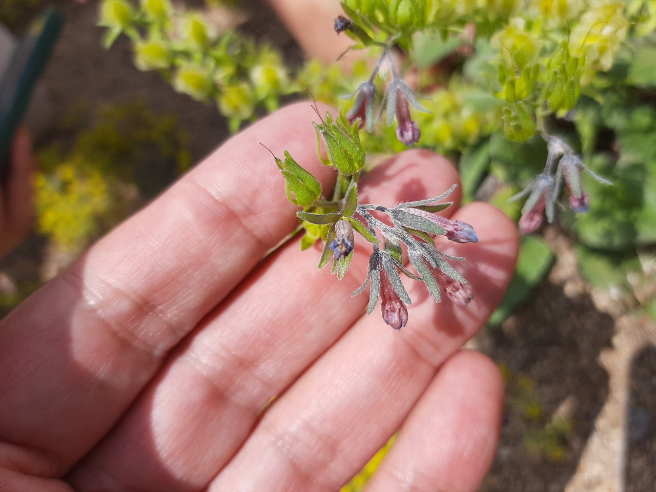 Mattiastrum calycinum