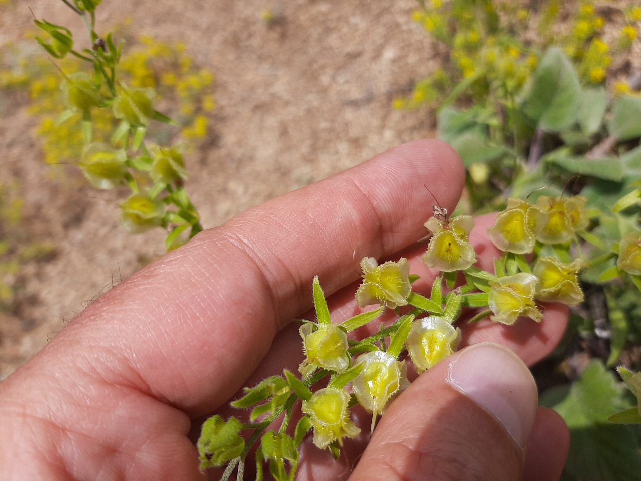 Mattiastrum calycinum