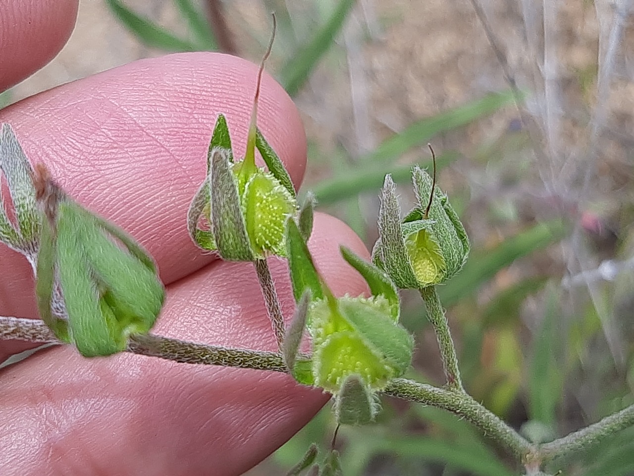 Mattiastrum calycinum