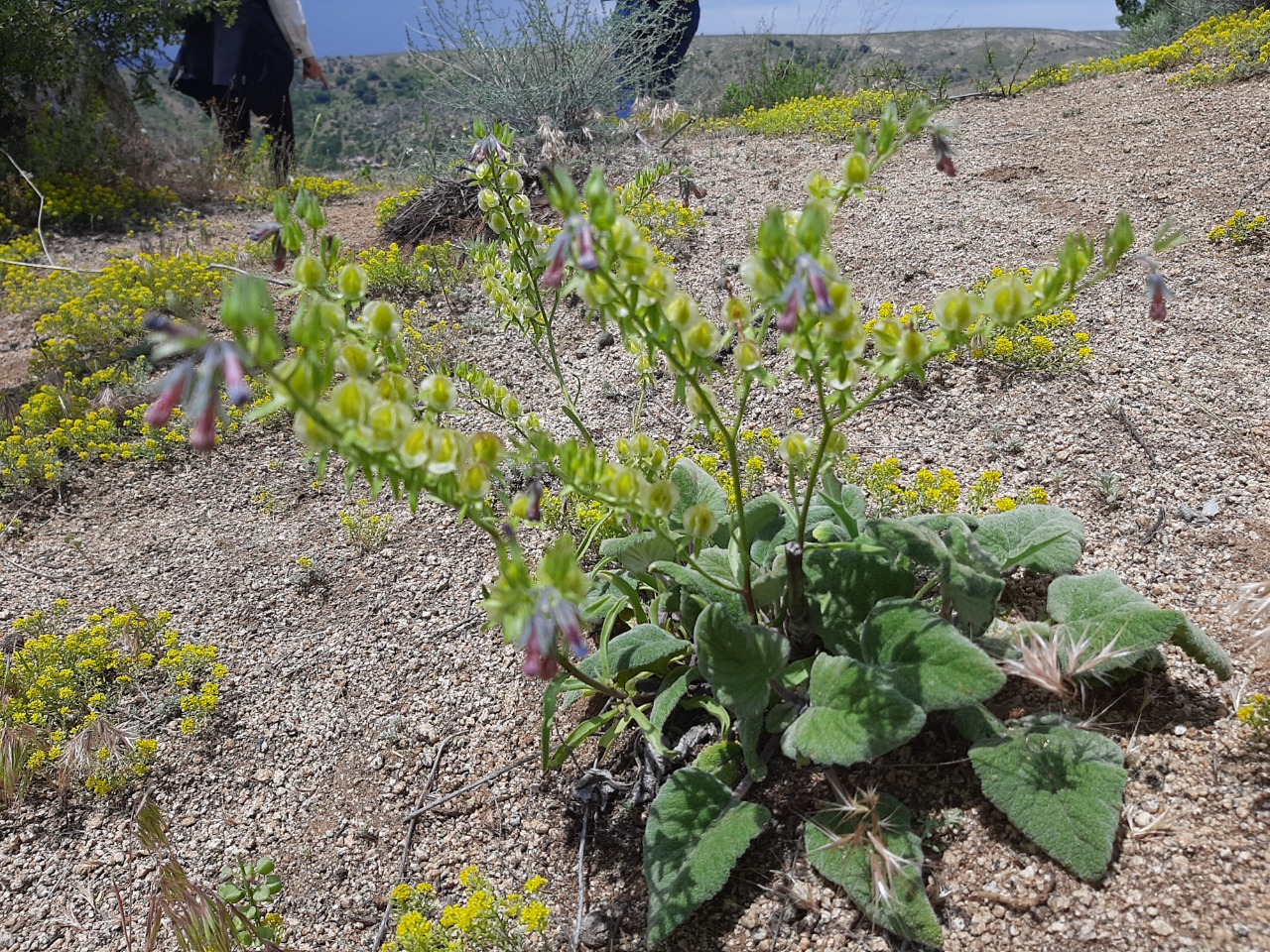 Mattiastrum calycinum