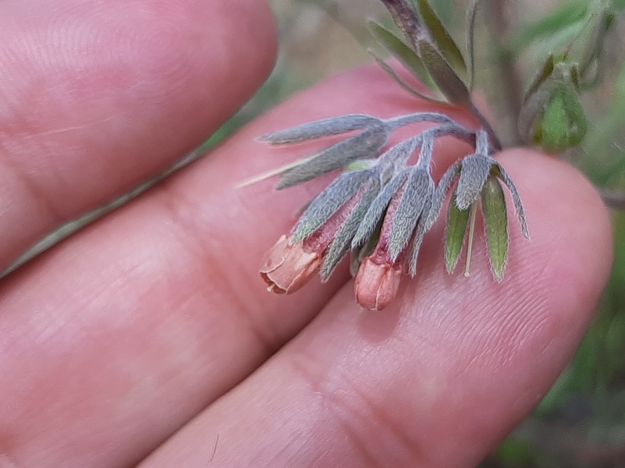 Mattiastrum calycinum