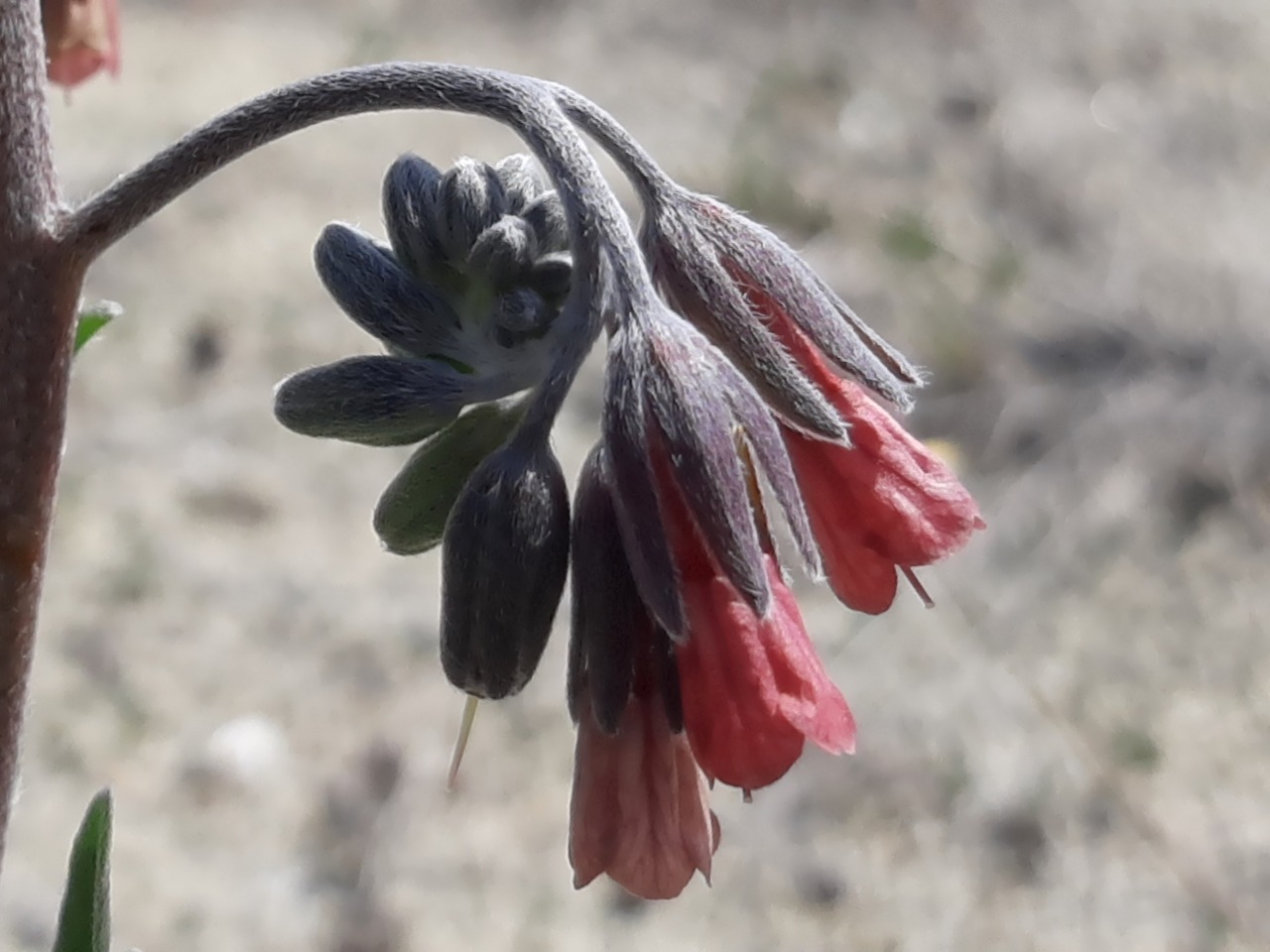 Mattiastrum calycinum