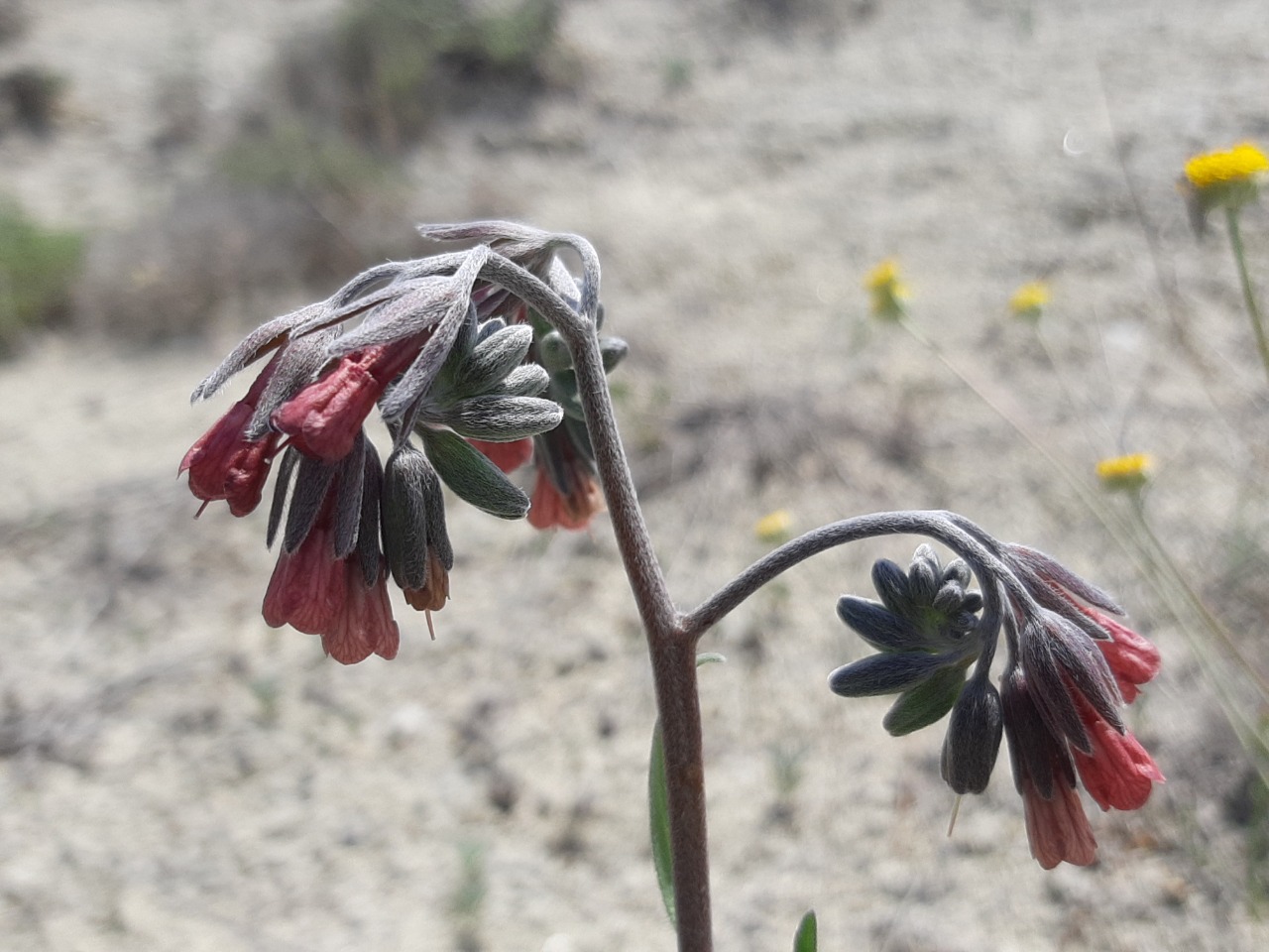 Mattiastrum calycinum