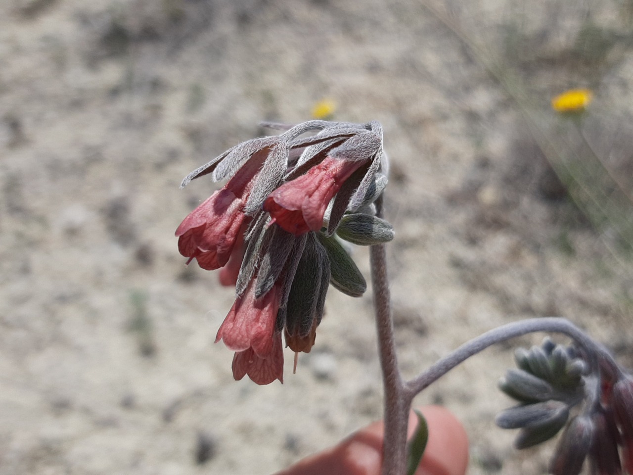 Mattiastrum calycinum