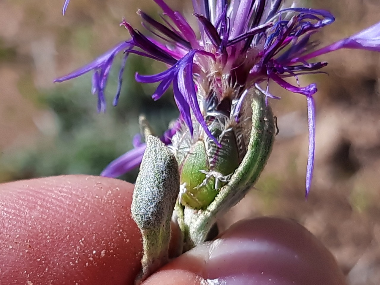 Cyanus pinardii