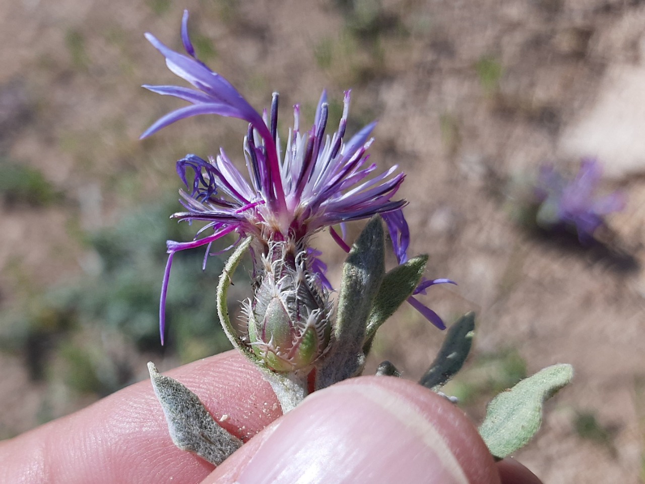 Cyanus pinardii