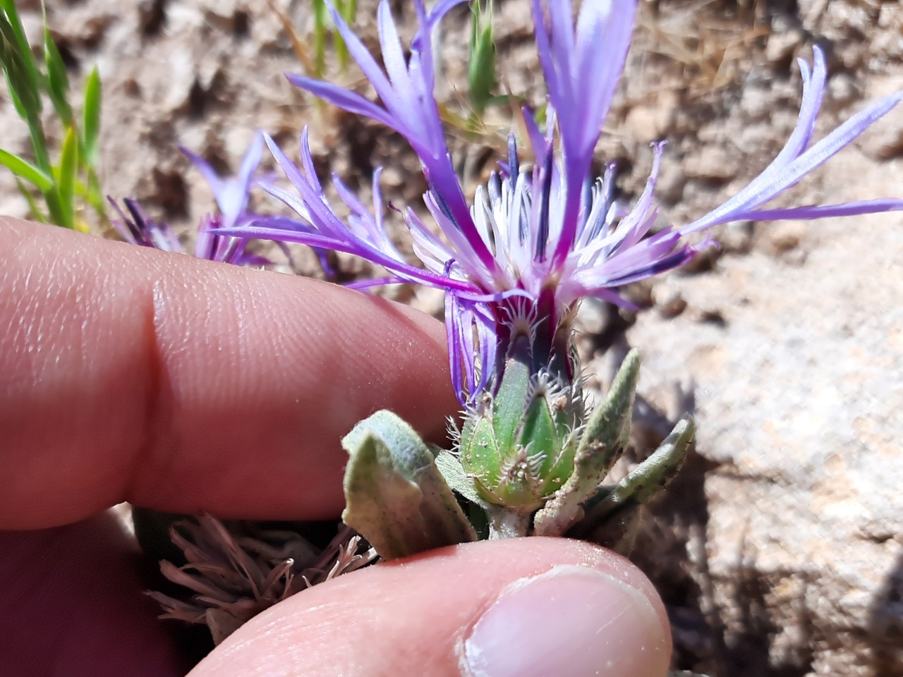 Cyanus pinardii