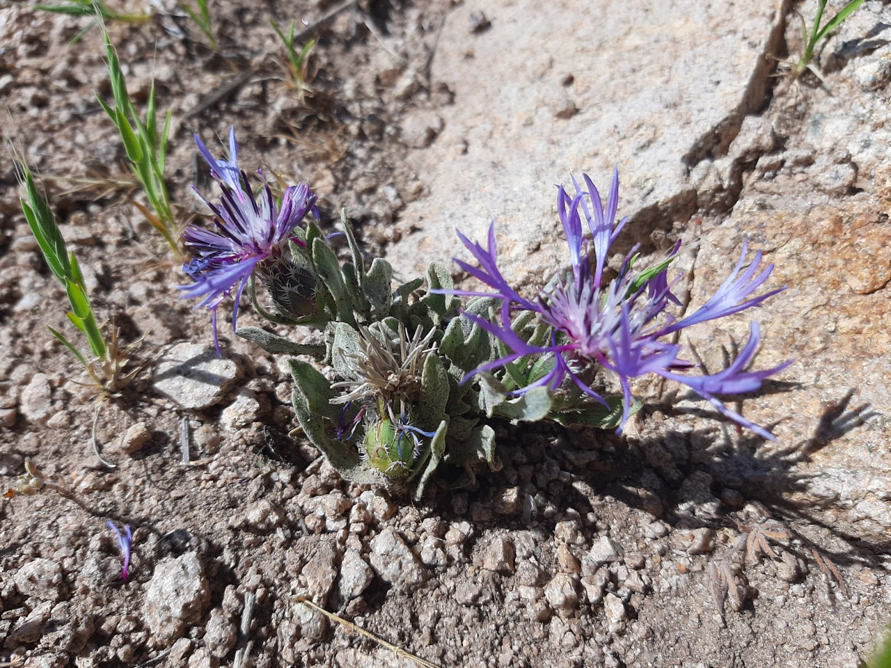 Cyanus pinardii