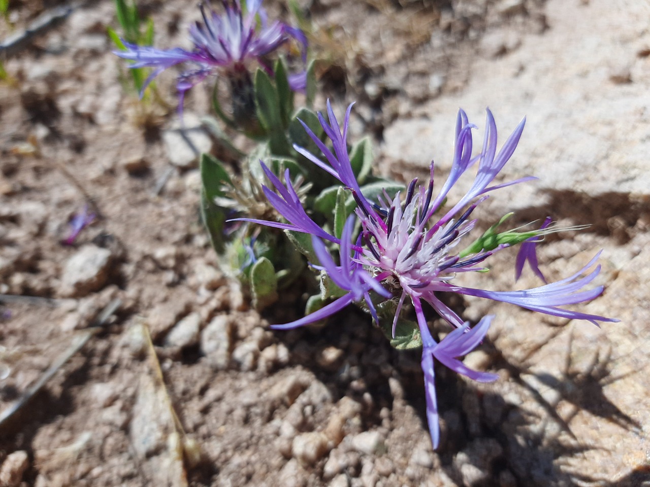 Cyanus pinardii