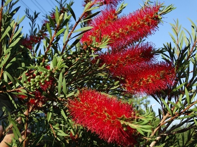 Melaleuca citrina