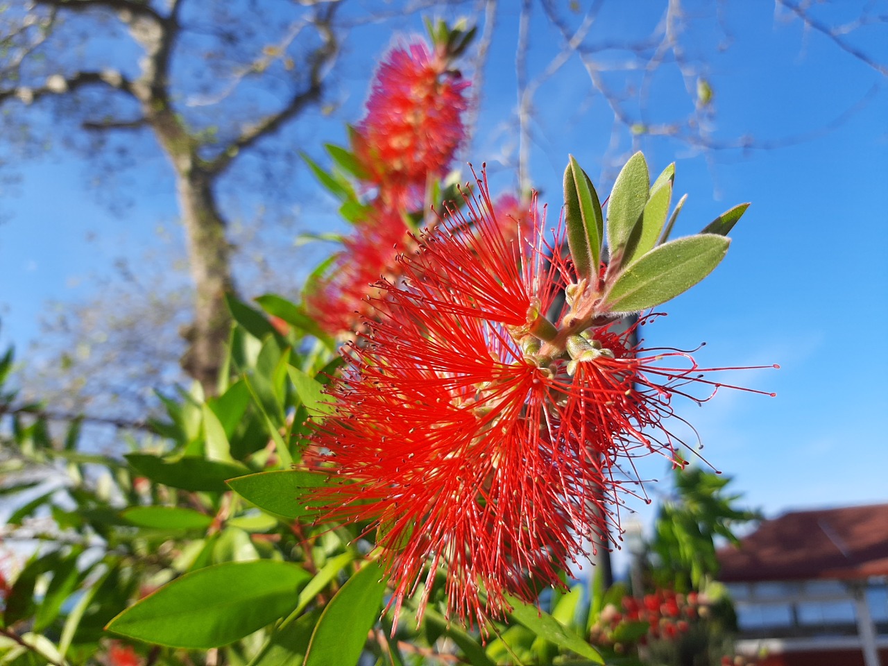 Melaleuca citrina