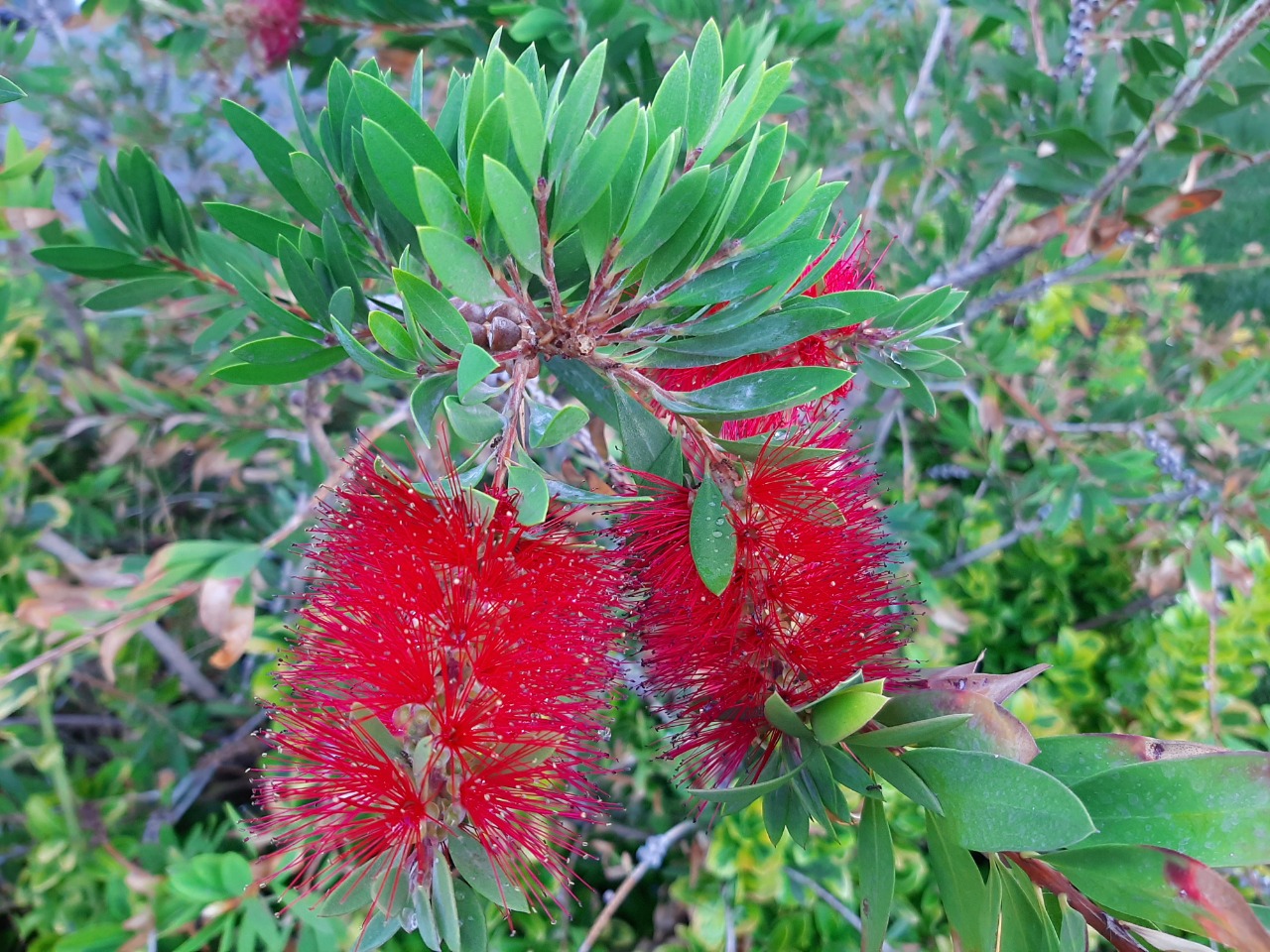 Melaleuca citrina