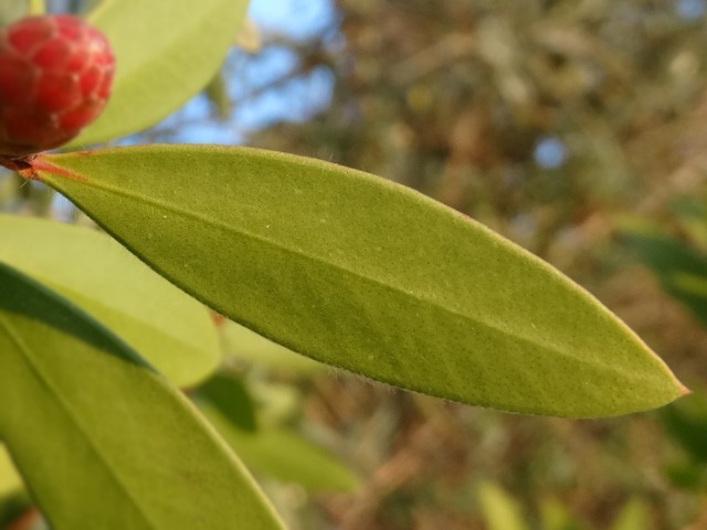 Melaleuca citrina