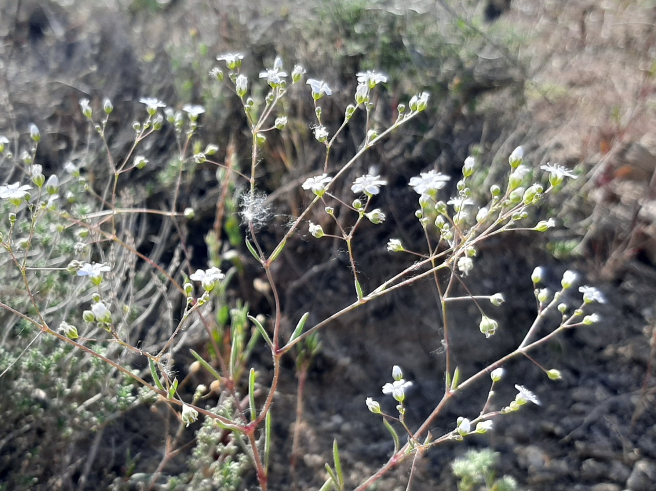 Gypsophila linearifolia