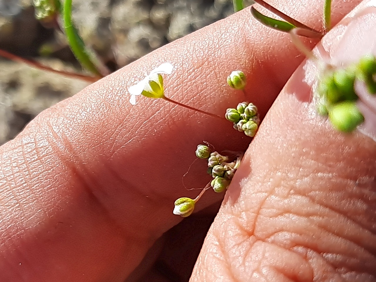 Gypsophila linearifolia