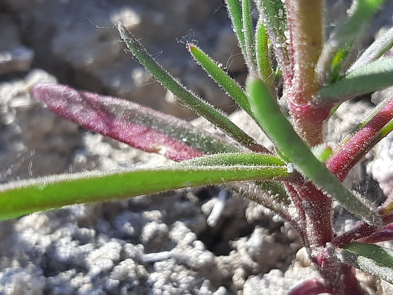 Gypsophila linearifolia