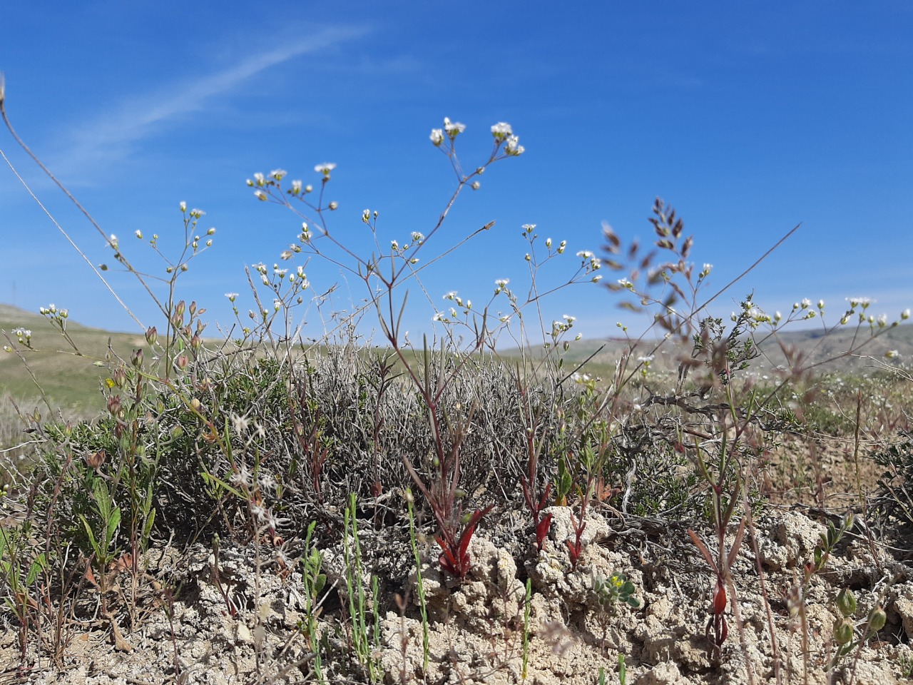 Gypsophila linearifolia