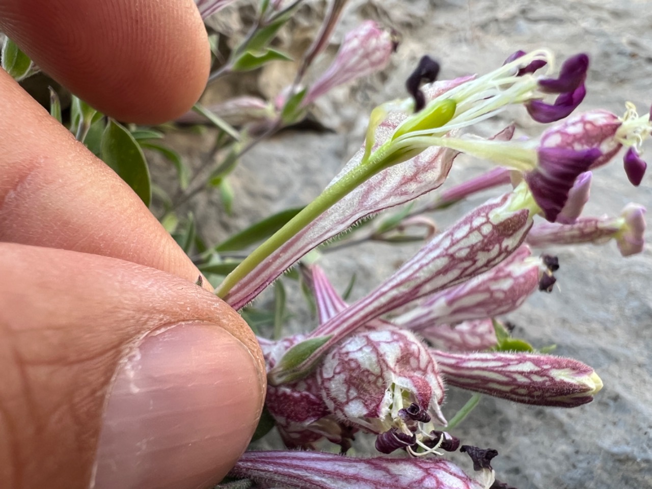 Silene araratica