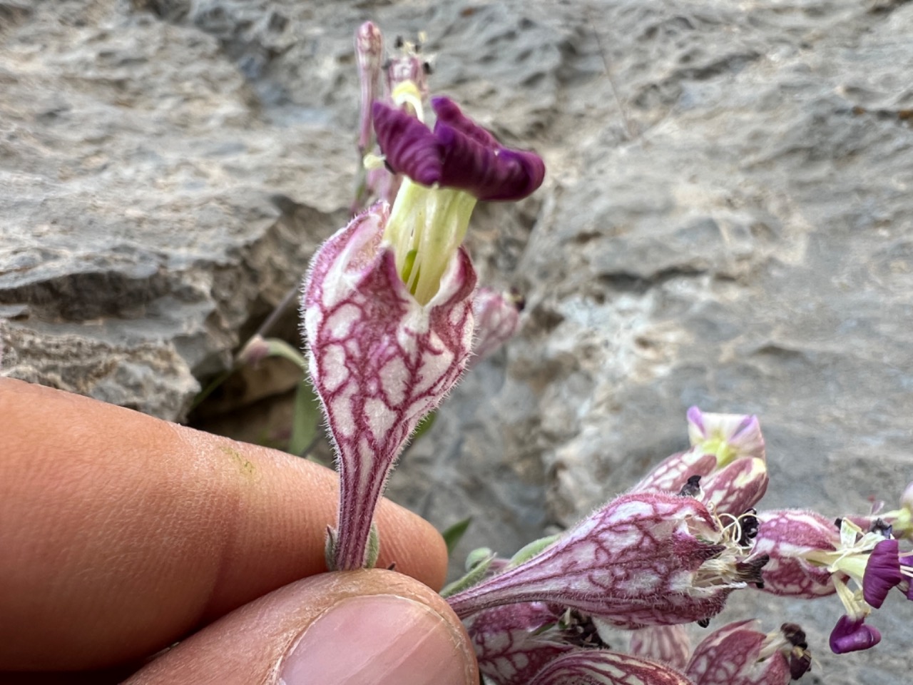 Silene araratica