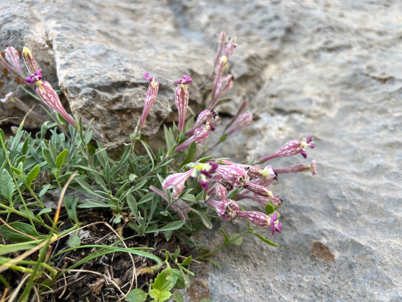 Silene araratica