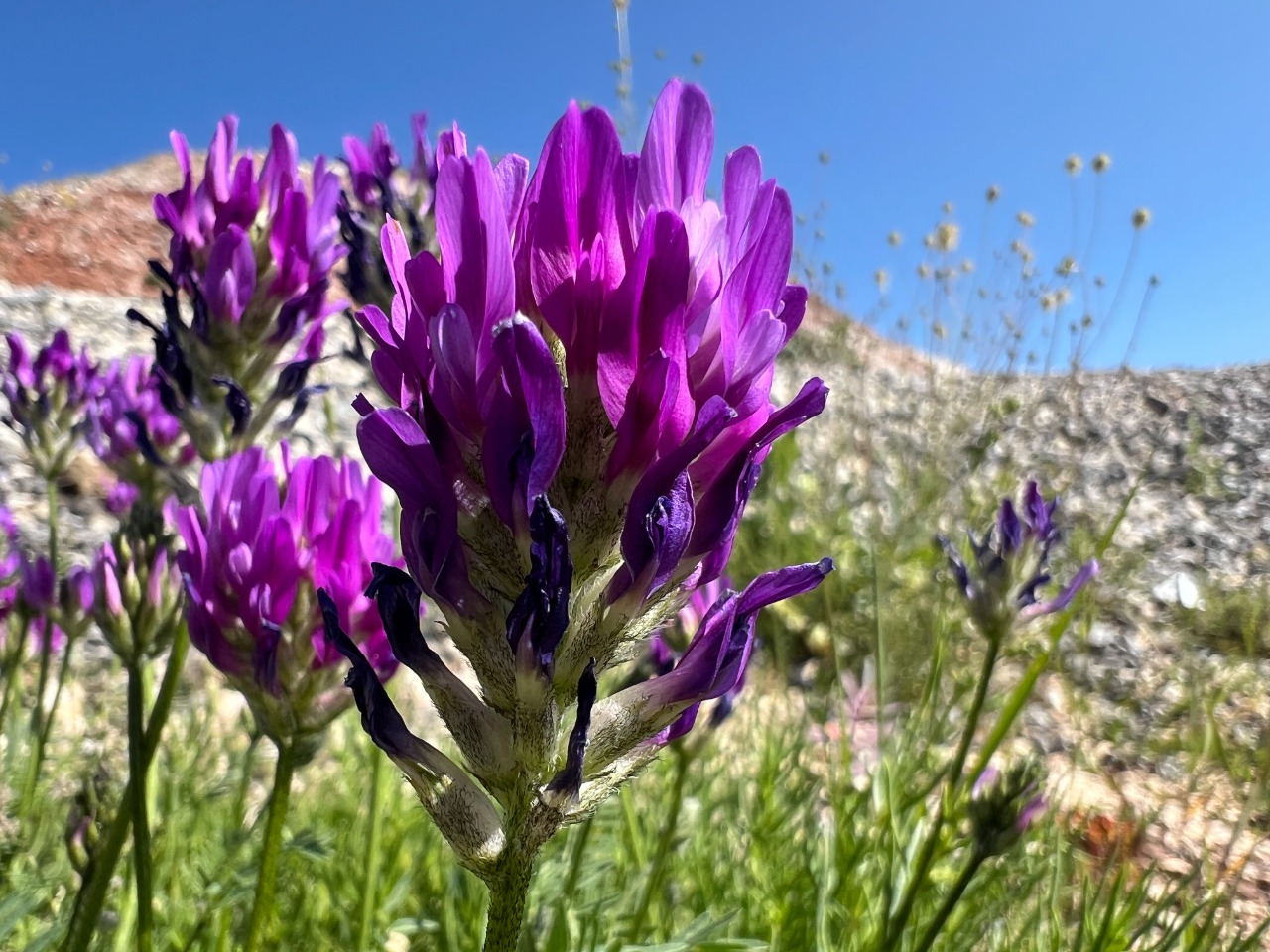 Astragalus onobrychis