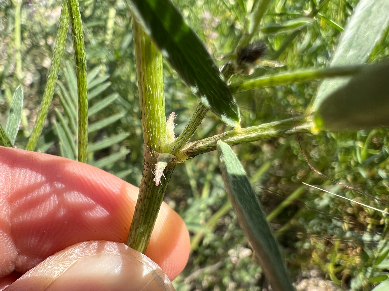 Astragalus onobrychis